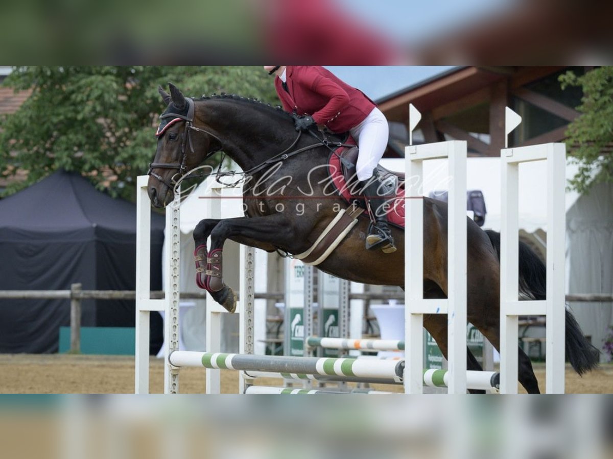 Thoroughbred Gelding 11 years 16 hh Brown in Karlsfeld Thoroughbred Gelding 11 years 16 hh Brown in Karlsfeld