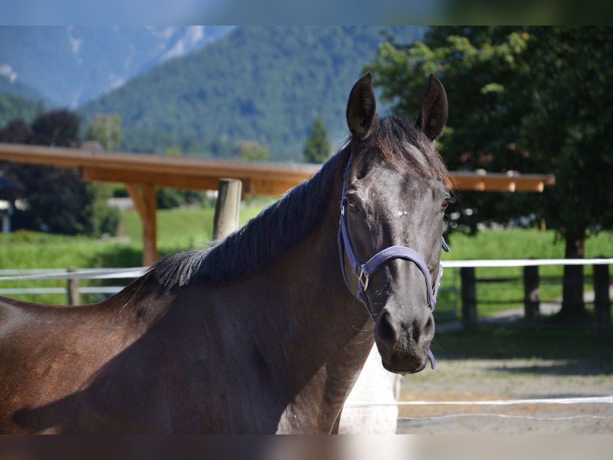 Thoroughbred Gelding 12 years 15,2 hh Bay-Dark in Reutte