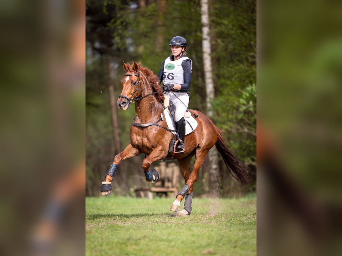 Thoroughbred Gelding 12 years 16,1 hh Chestnut-Red in Langenhagen