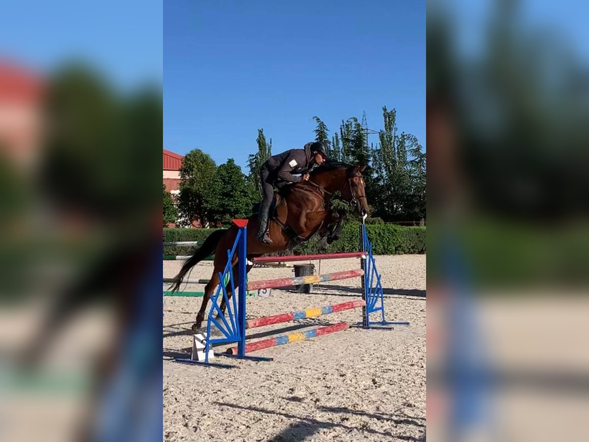 Thoroughbred Gelding 12 years 16 hh Brown in Brunete