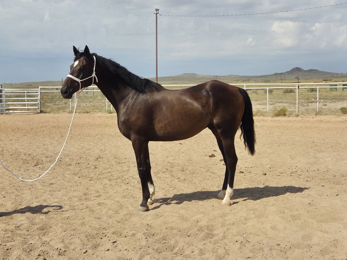 Thoroughbred Gelding 12 years Bay in Santa Fe, NM