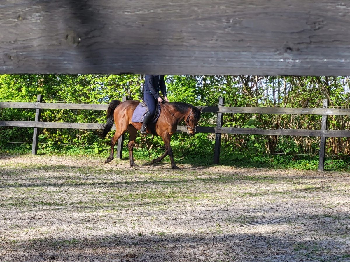 Thoroughbred Gelding 13 years 15,1 hh Brown in Annen