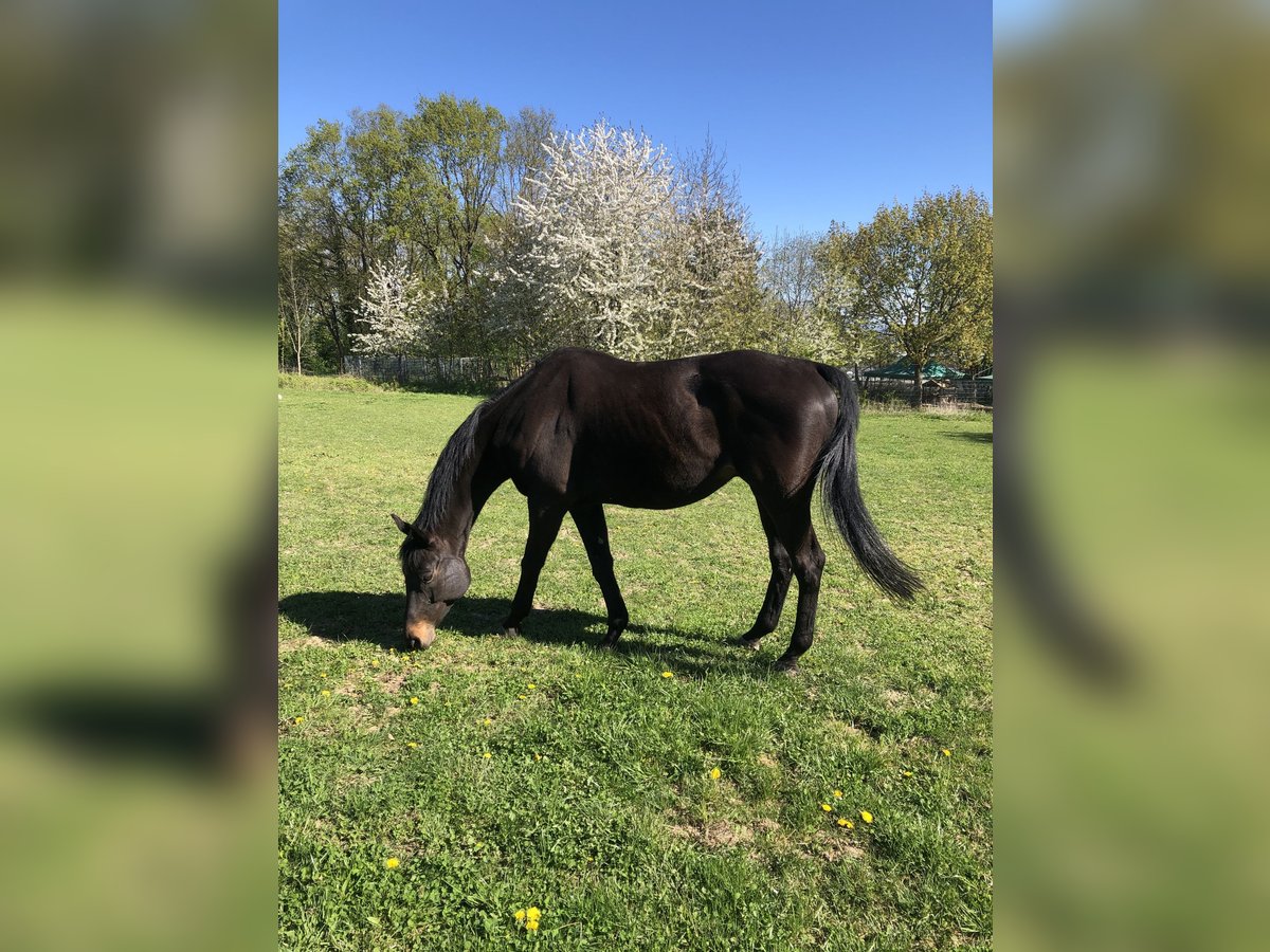 Thoroughbred Gelding 13 years 15,2 hh Bay-Dark in Bornheim