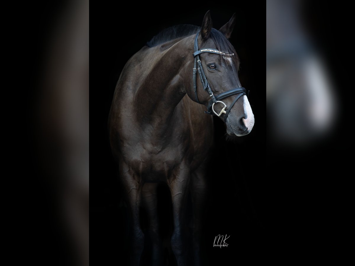 Thoroughbred Gelding 13 years 15,2 hh Bay-Dark in Ebersbach-Neugersdorf