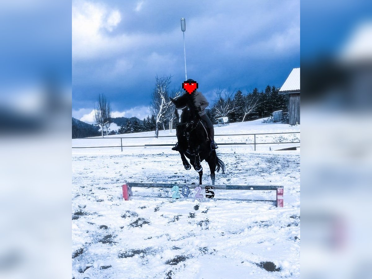Thoroughbred Gelding 13 years 15,2 hh Black in Gresten