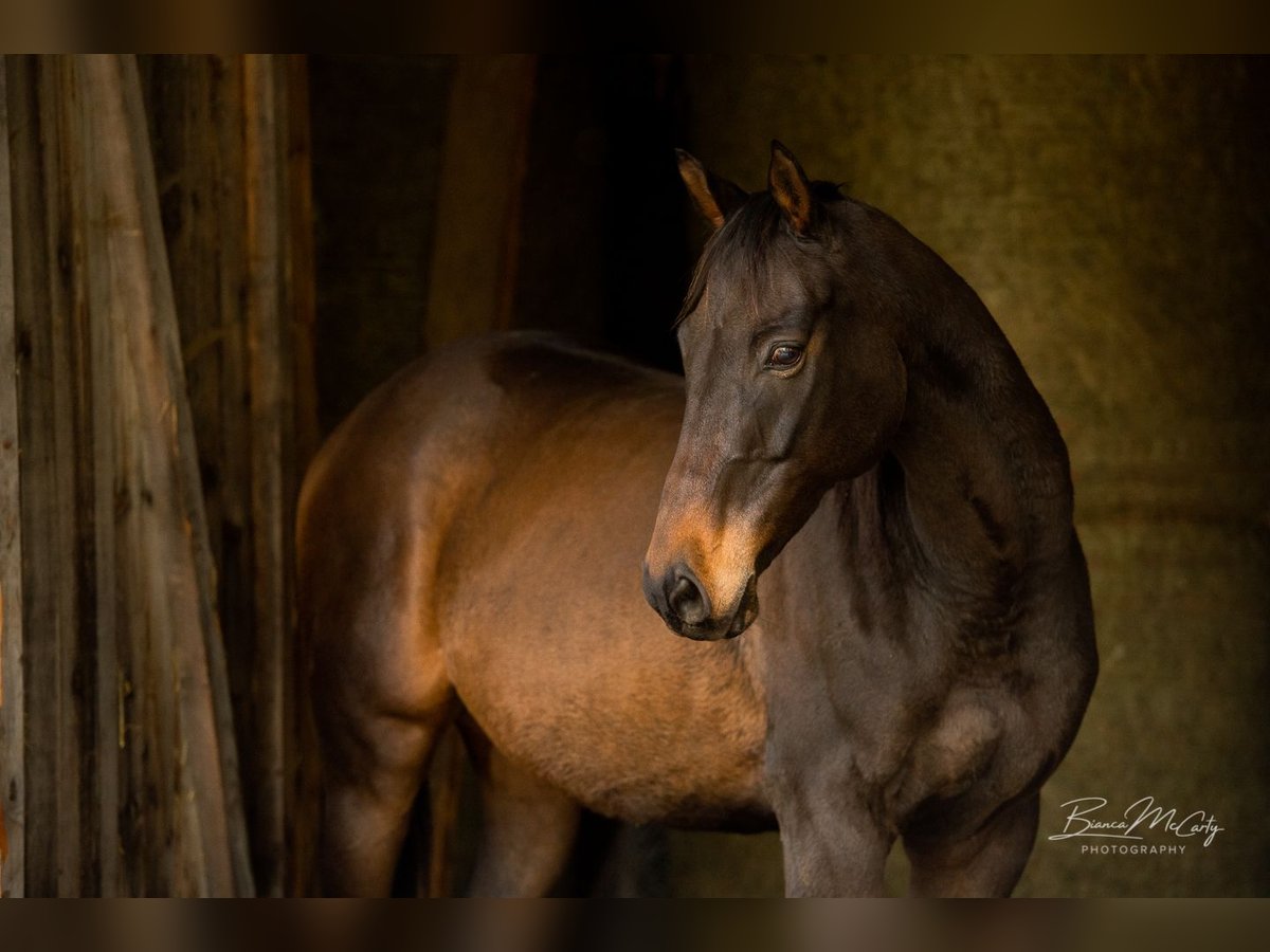 Thoroughbred Gelding 13 years 16,1 hh Bay-Dark in Schattwald