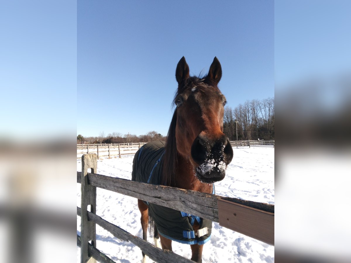 Thoroughbred Gelding 13 years Bay in Freehold