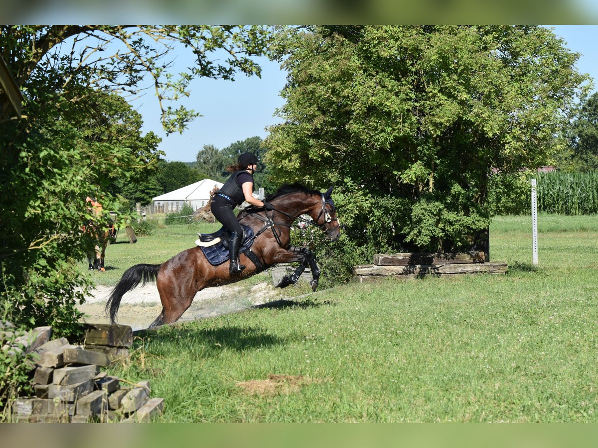 Thoroughbred Gelding 14 years 16 hh Brown in Schweitenkirchen