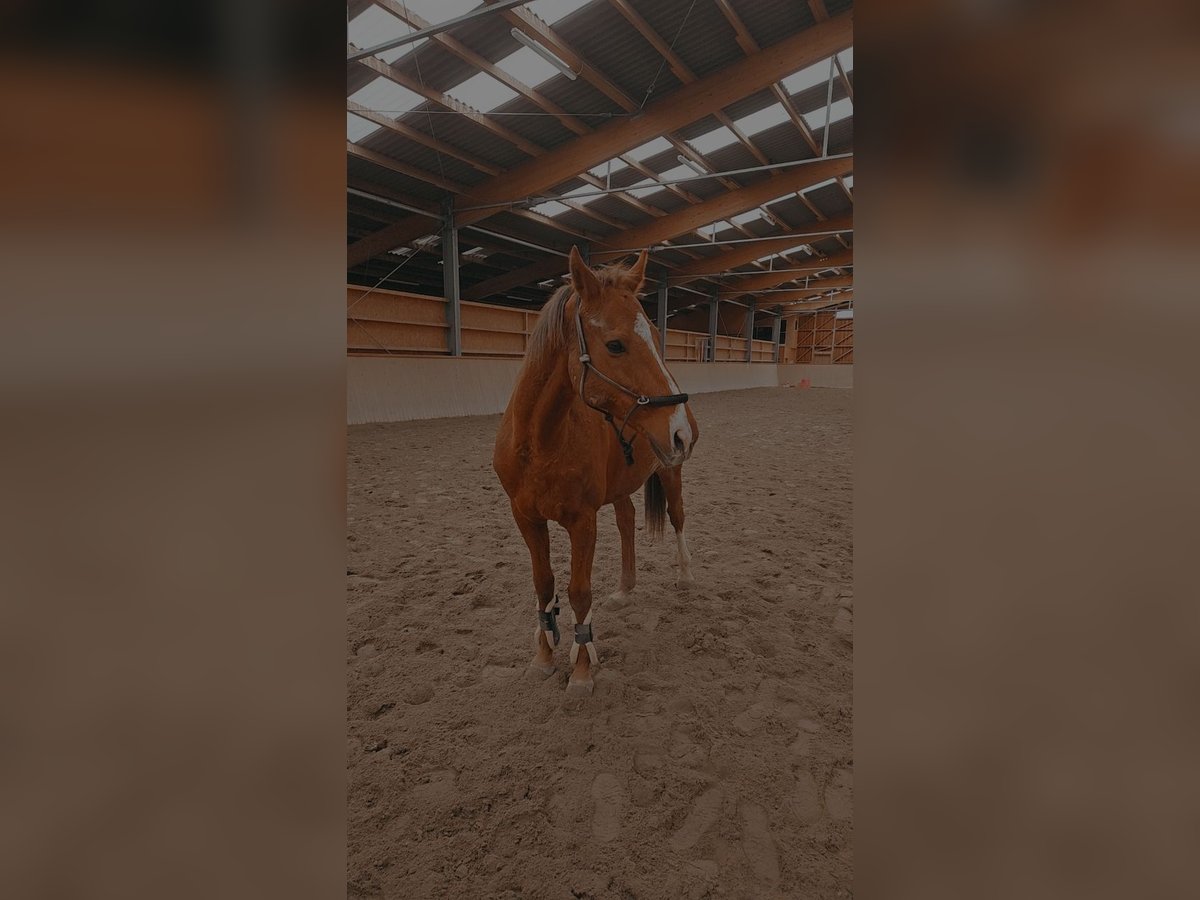 Thoroughbred Gelding 14 years 16 hh Chestnut-Red in Teningen