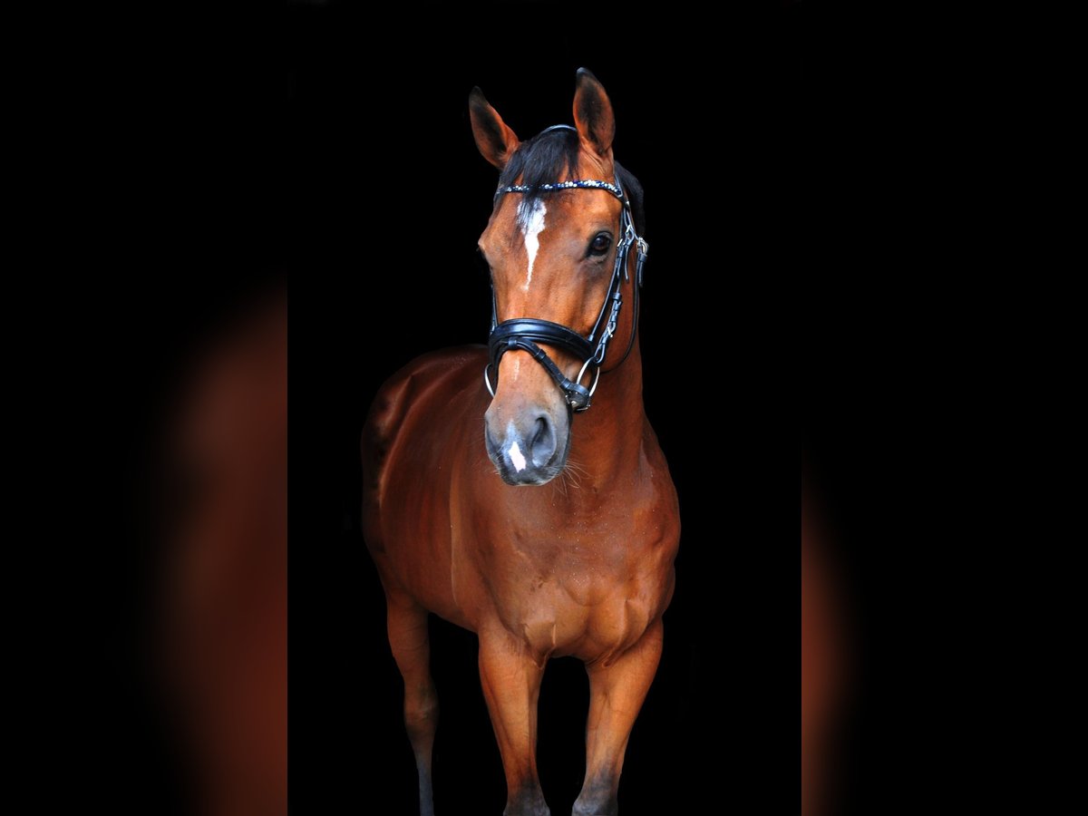 Thoroughbred Gelding 14 years 16,1 hh Brown in Issum Thoroughbred Gelding 14 years 16,1 hh Brown in Issum
