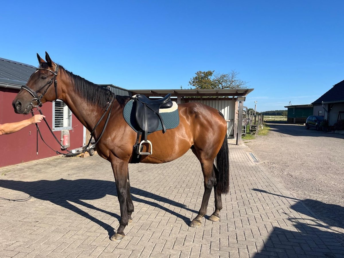 Thoroughbred Gelding 15 years 16 hh Brown in SonsbecK