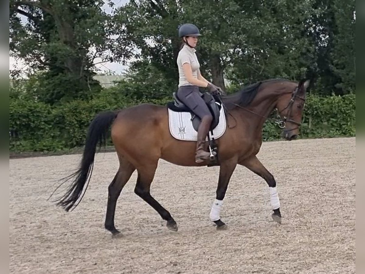Thoroughbred Gelding 15 years 16,2 hh Bay-Dark in Billigheim-Ingenheim