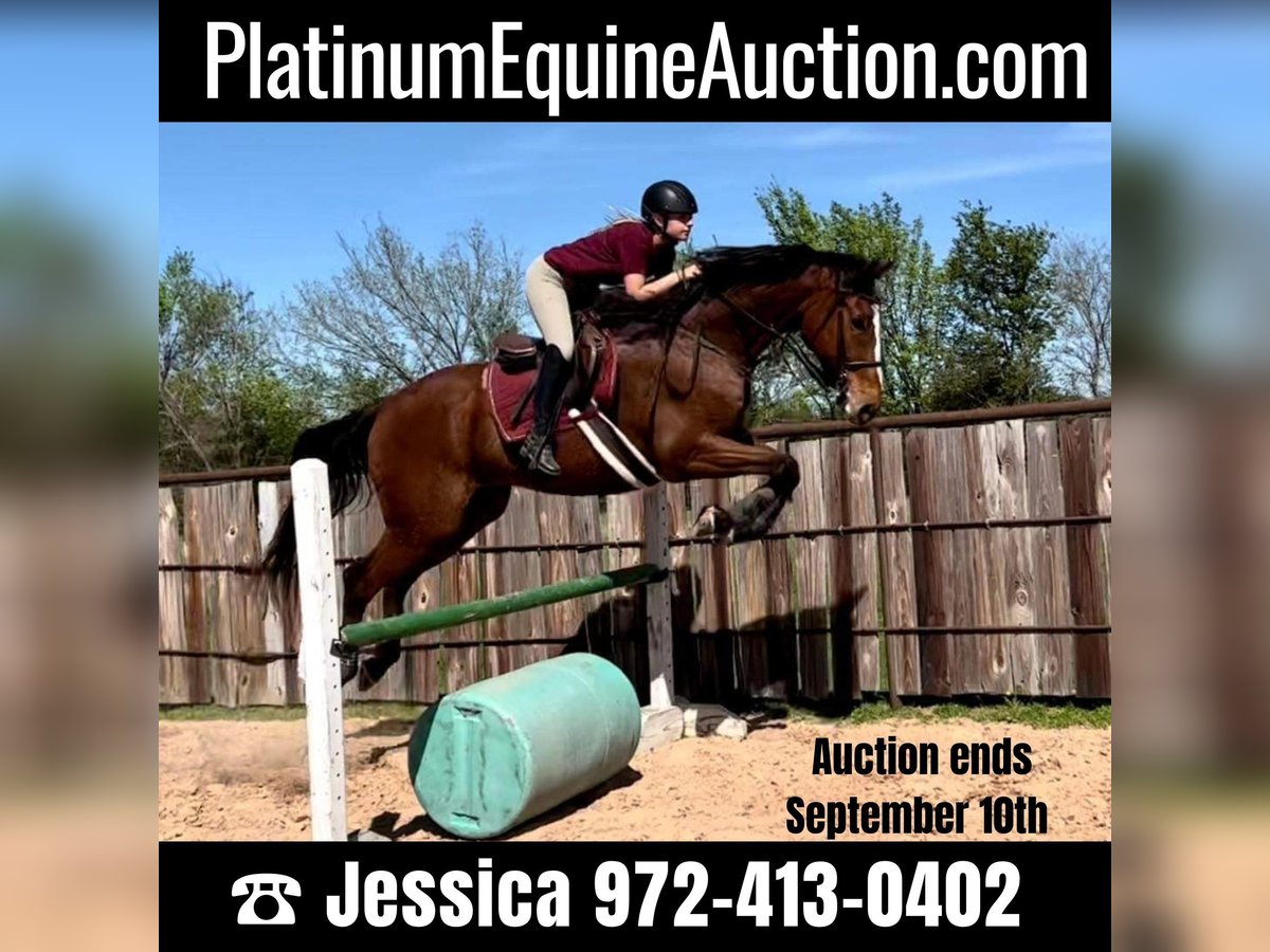 Thoroughbred Gelding 17 years 17 hh Bay in Ravenna, TX