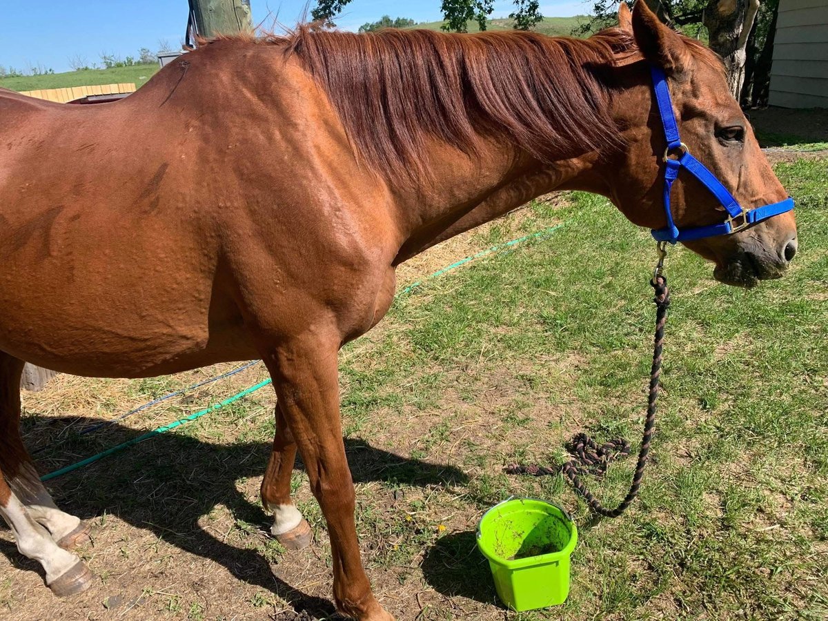 Thoroughbred Gelding 20 years 16 hh Chestnut in Mission