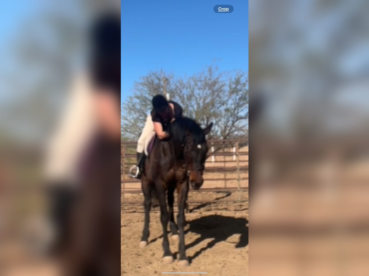 Thoroughbred Gelding 21 years 16 hh Bay-Dark in Cochise Thoroughbred Gelding 21 years 16 hh Bay-Dark in Cochise