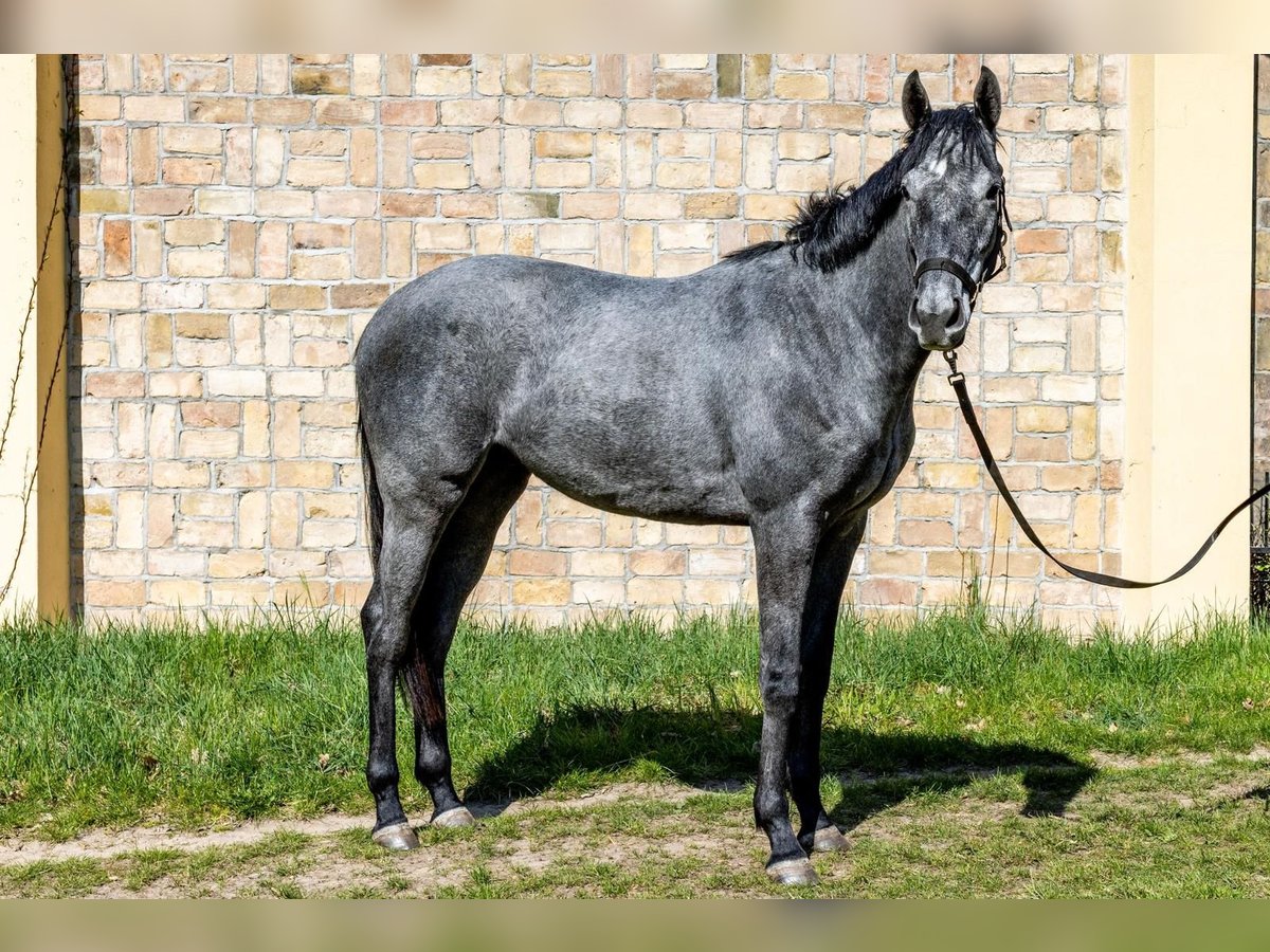 Thoroughbred Gelding 2 years in Neuenhagen