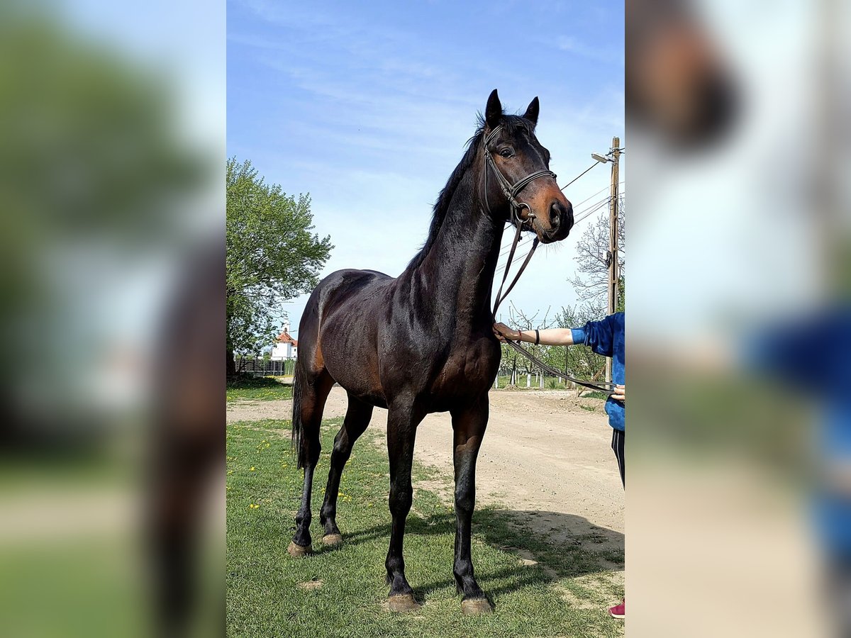 Thoroughbred Gelding 3 years 15,2 hh in Lunga