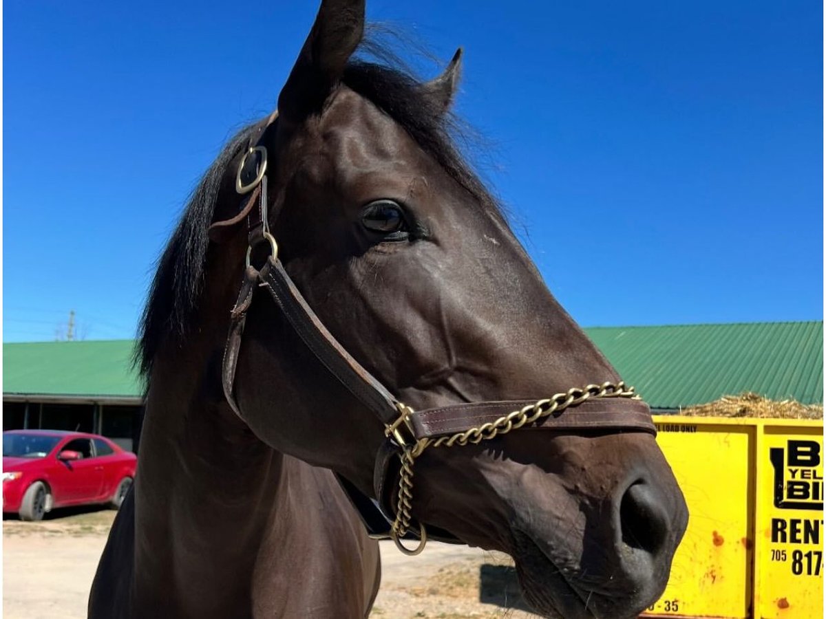 Thoroughbred Gelding 3 years 15 hh Black in Ocala