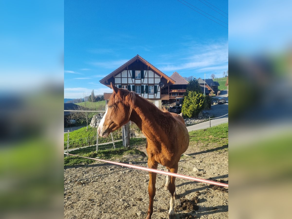 Thoroughbred Gelding 3 years 15,1 hh Chestnut-Red in Frutigen