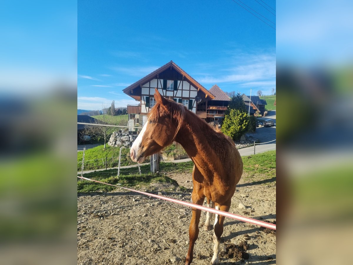 Thoroughbred Gelding 3 years 15,1 hh Chestnut-Red in Frutigen