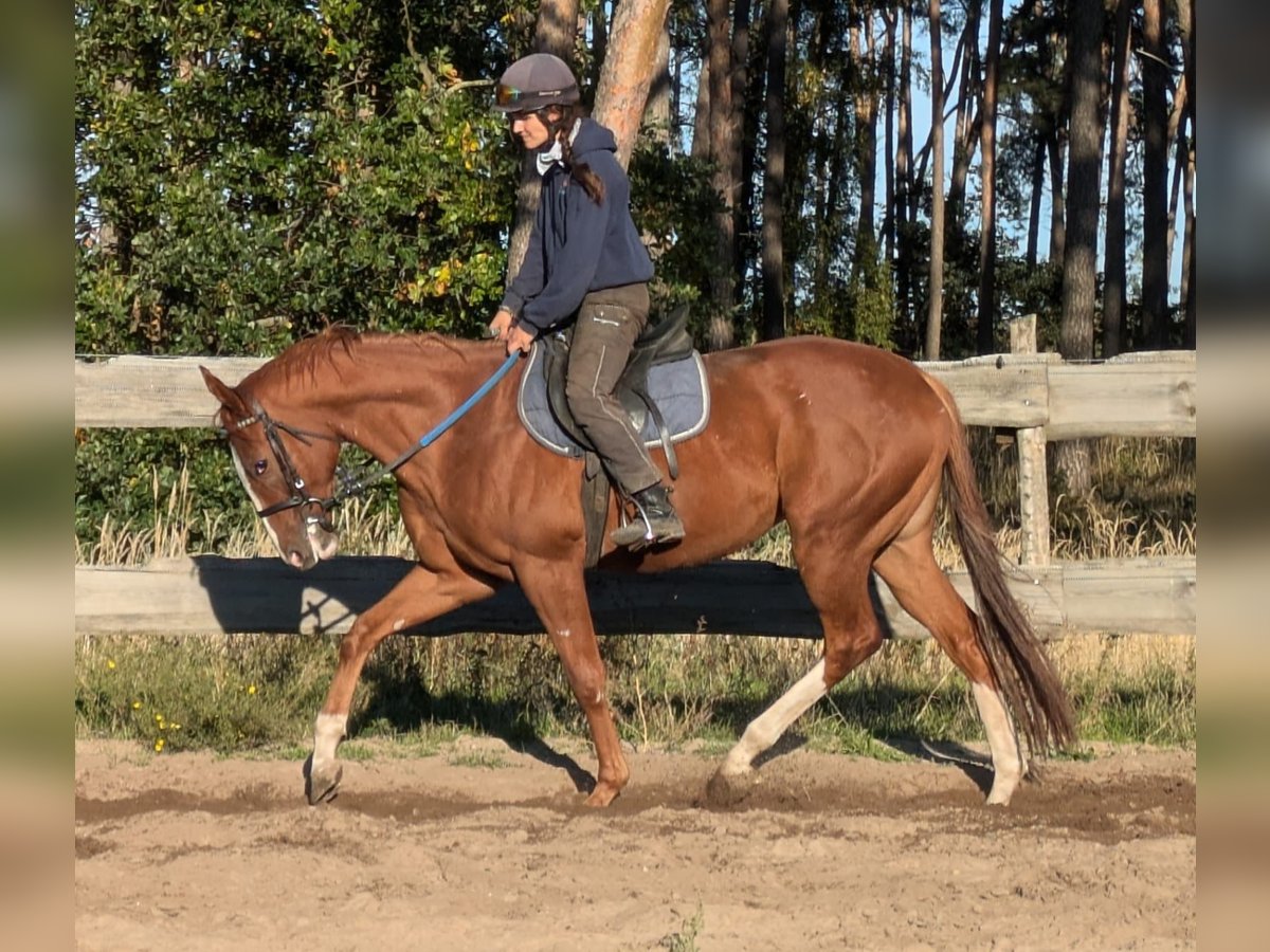 Thoroughbred Gelding 3 years 16 hh Chestnut-Red in Möser