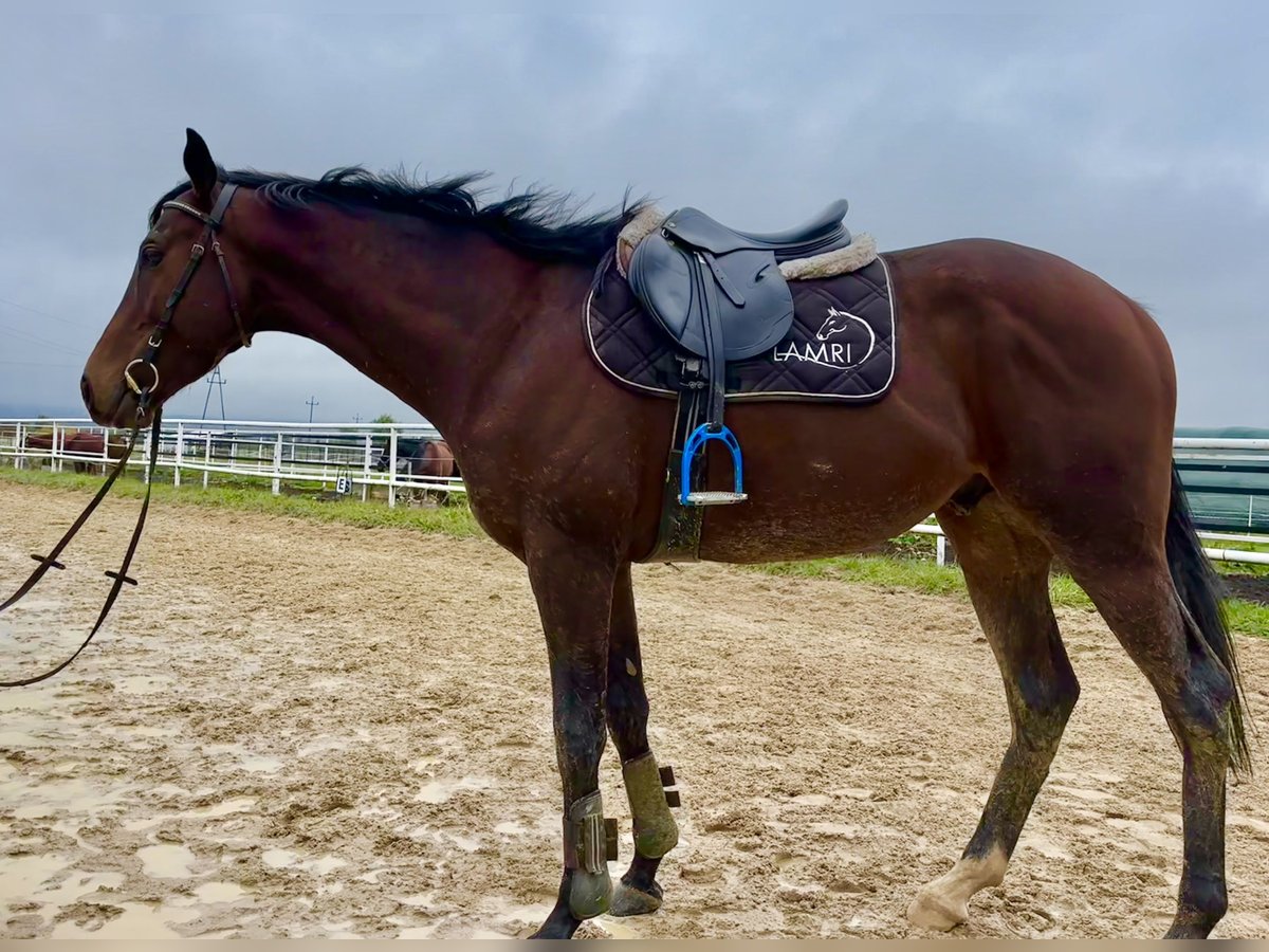 Thoroughbred Gelding 3 years 16,1 hh Bay in Czarny Dunajec Thoroughbred Gelding 3 years 16,1 hh Bay in Czarny Dunajec