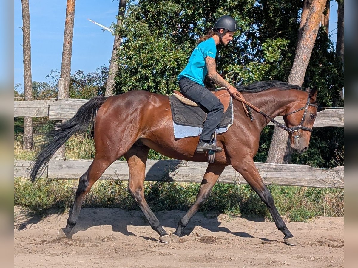 Thoroughbred Gelding 3 years 16,2 hh Bay-Dark in M&#xF6;ser