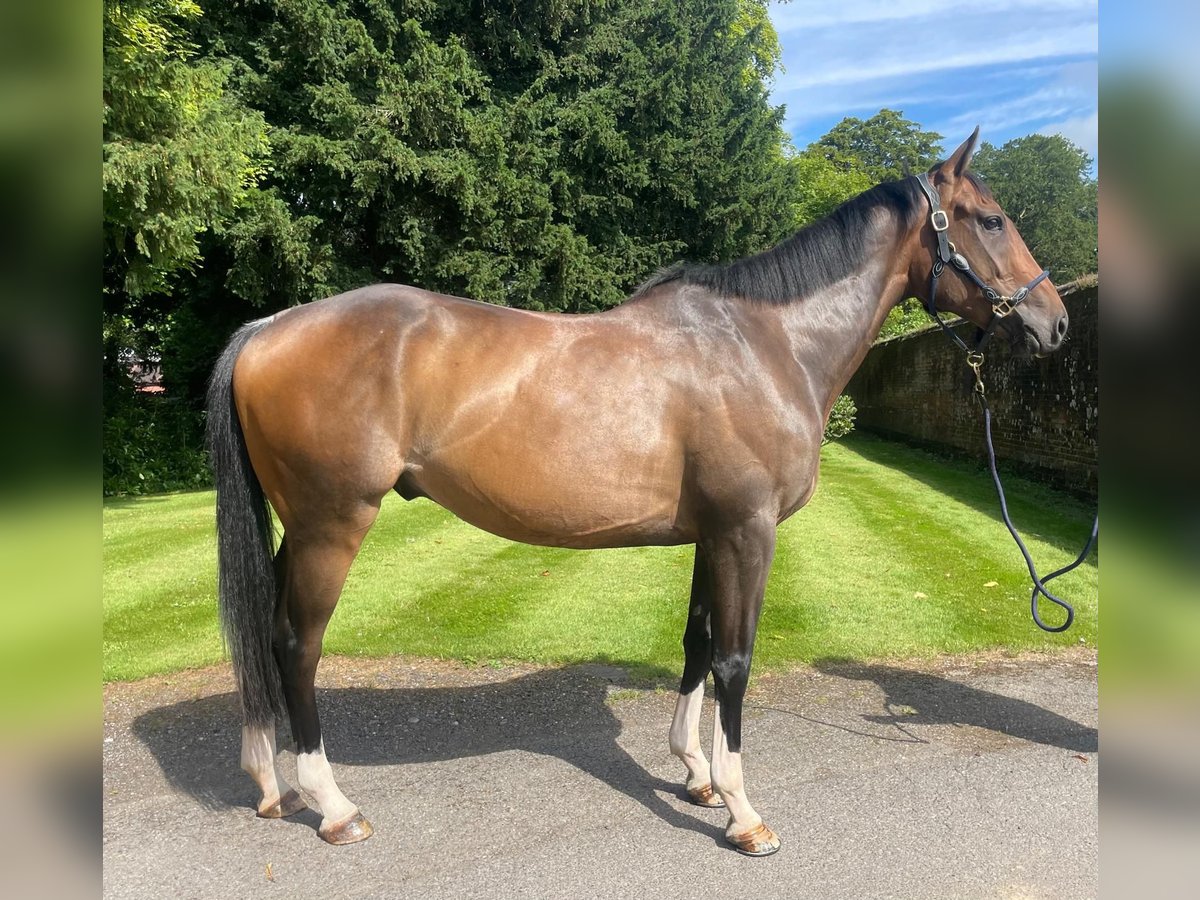 Thoroughbred Gelding 4 years 15,2 hh Bay-Dark in Tunworth