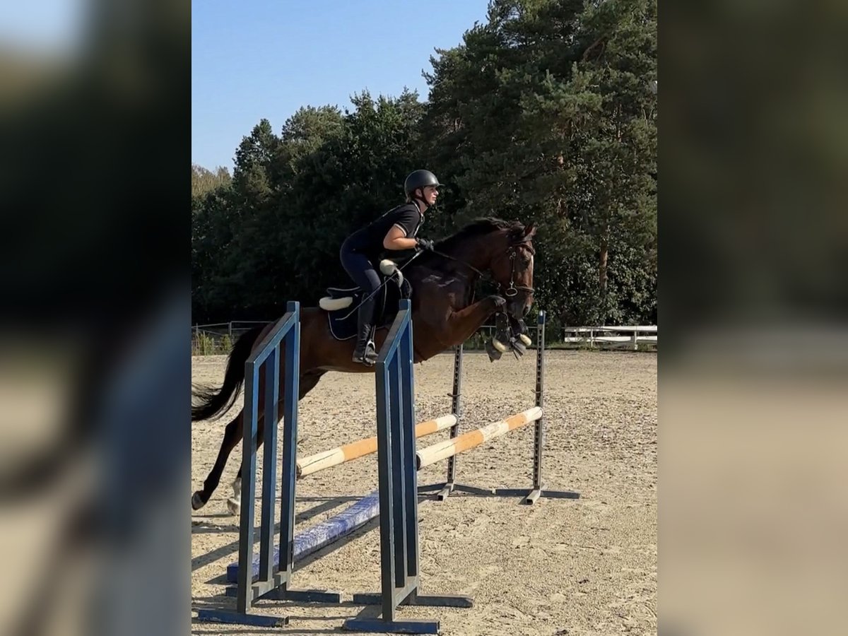 Thoroughbred Gelding 4 years 15,2 hh Bay in Piaseczno