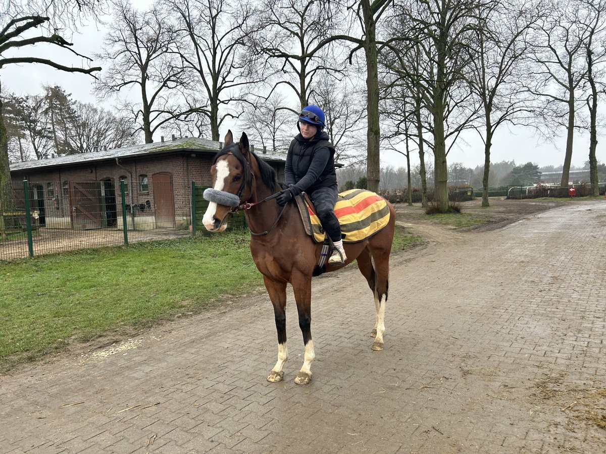 Thoroughbred Gelding 4 years 15,2 hh Brown in Krefeld