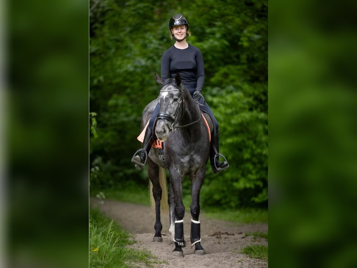 Thoroughbred Gelding 4 years 15,1 hh Grey-Dark-Tan in Zwanenburg Thoroughbred Gelding 4 years 15,1 hh Grey-Dark-Tan in Zwanenburg