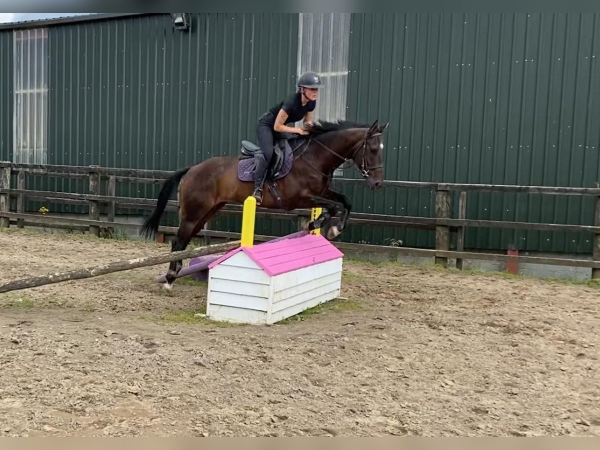 Thoroughbred Gelding 4 years 15,1 hh in Sligo
