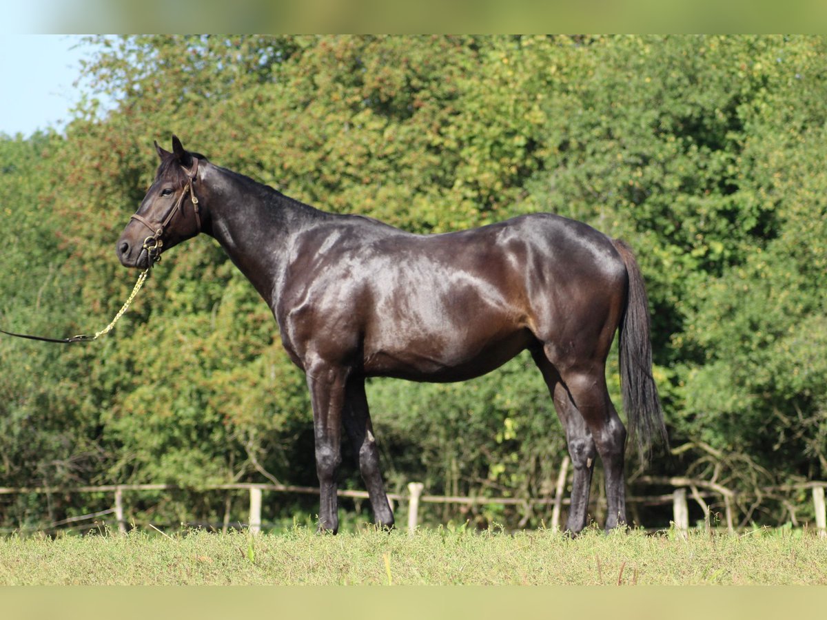 Thoroughbred Gelding 4 years 16 hh Black in Hamburg Lemsahl-Mellingstedt