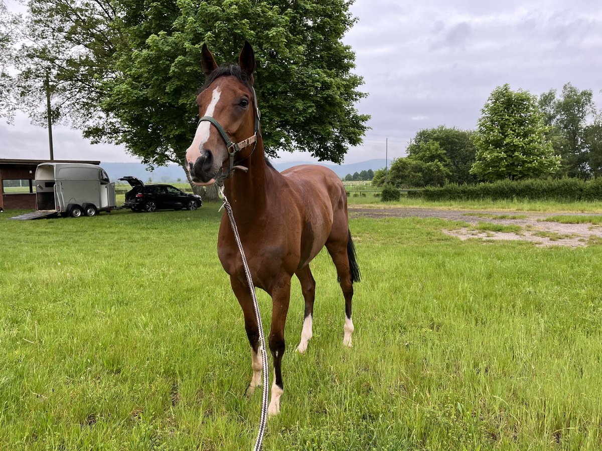 Thoroughbred Gelding 4 years 16 hh Brown in Waldfischbach-Burgalben