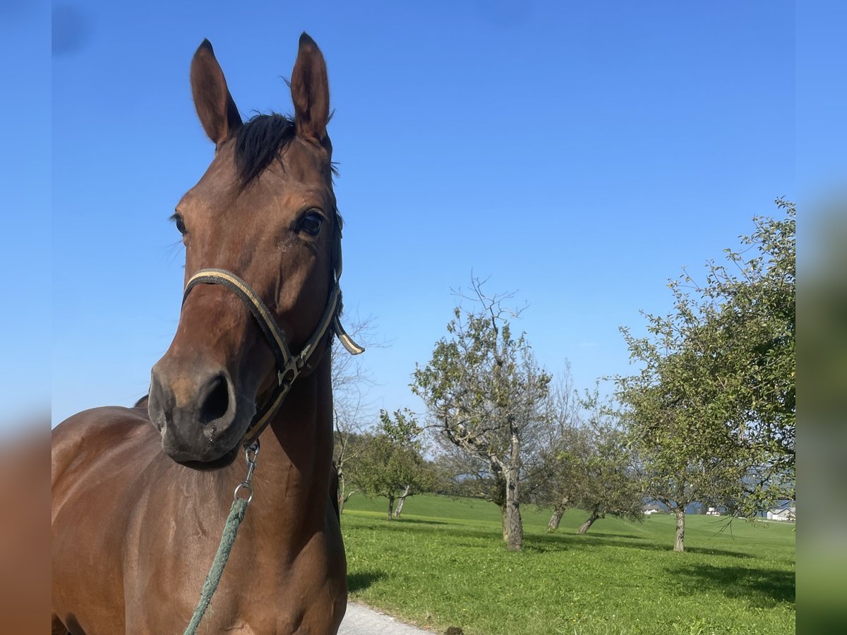 Thoroughbred Gelding 4 years 16 hh Brown in Seeham