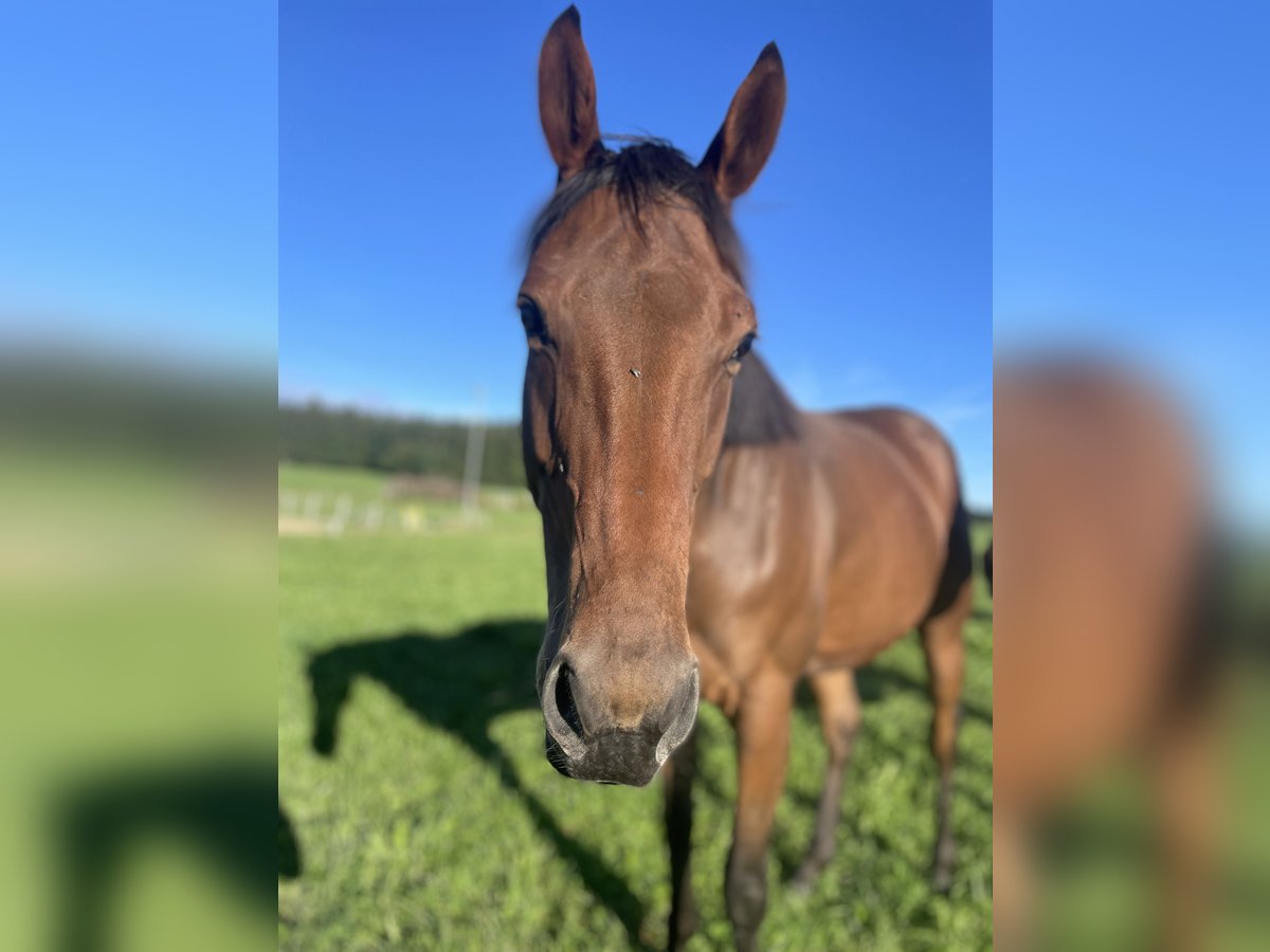 Thoroughbred Gelding 4 years 16 hh Brown in Seeham