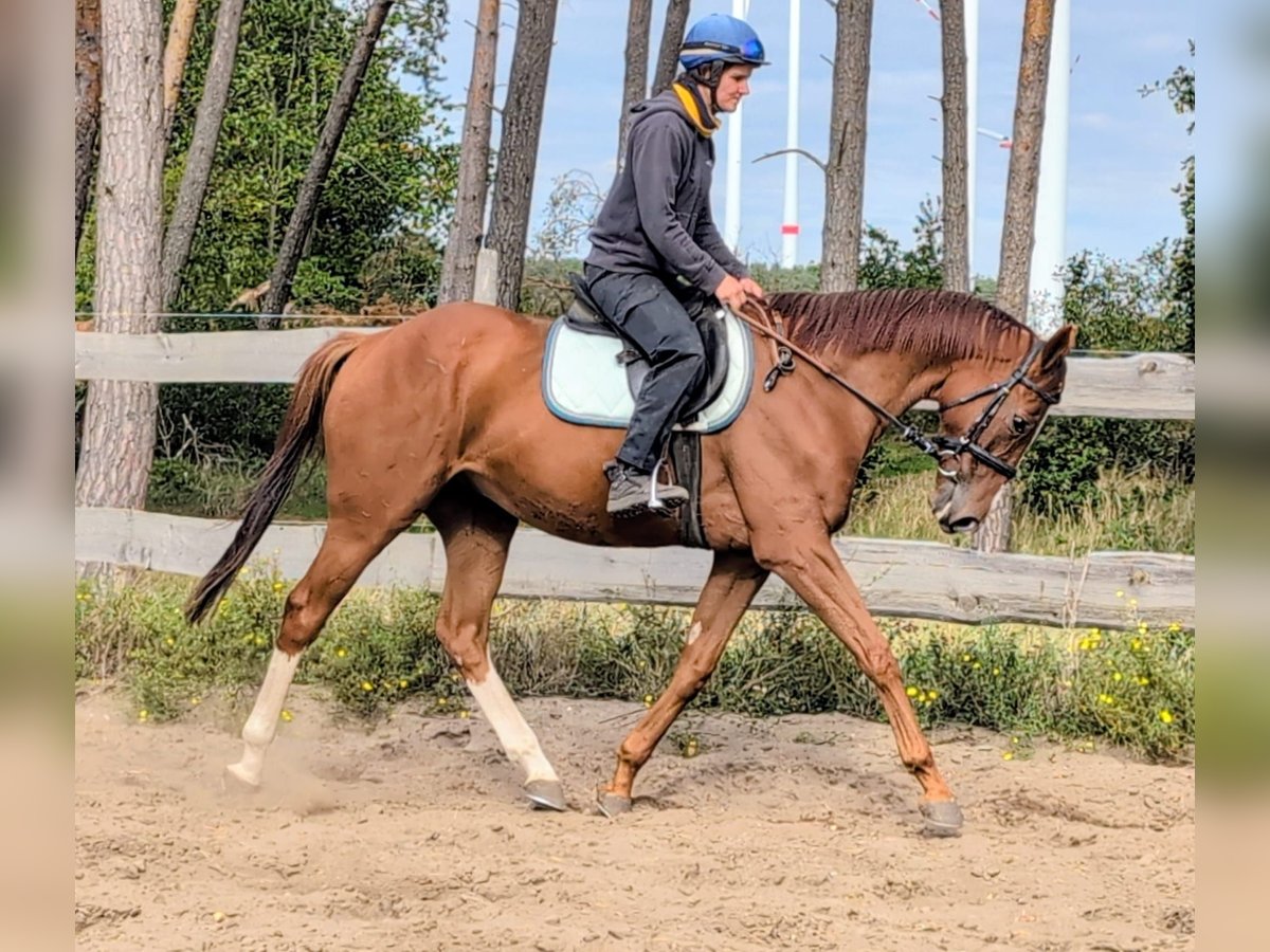Thoroughbred Gelding 4 years 16 hh Chestnut-Red in M&#xF6;ser