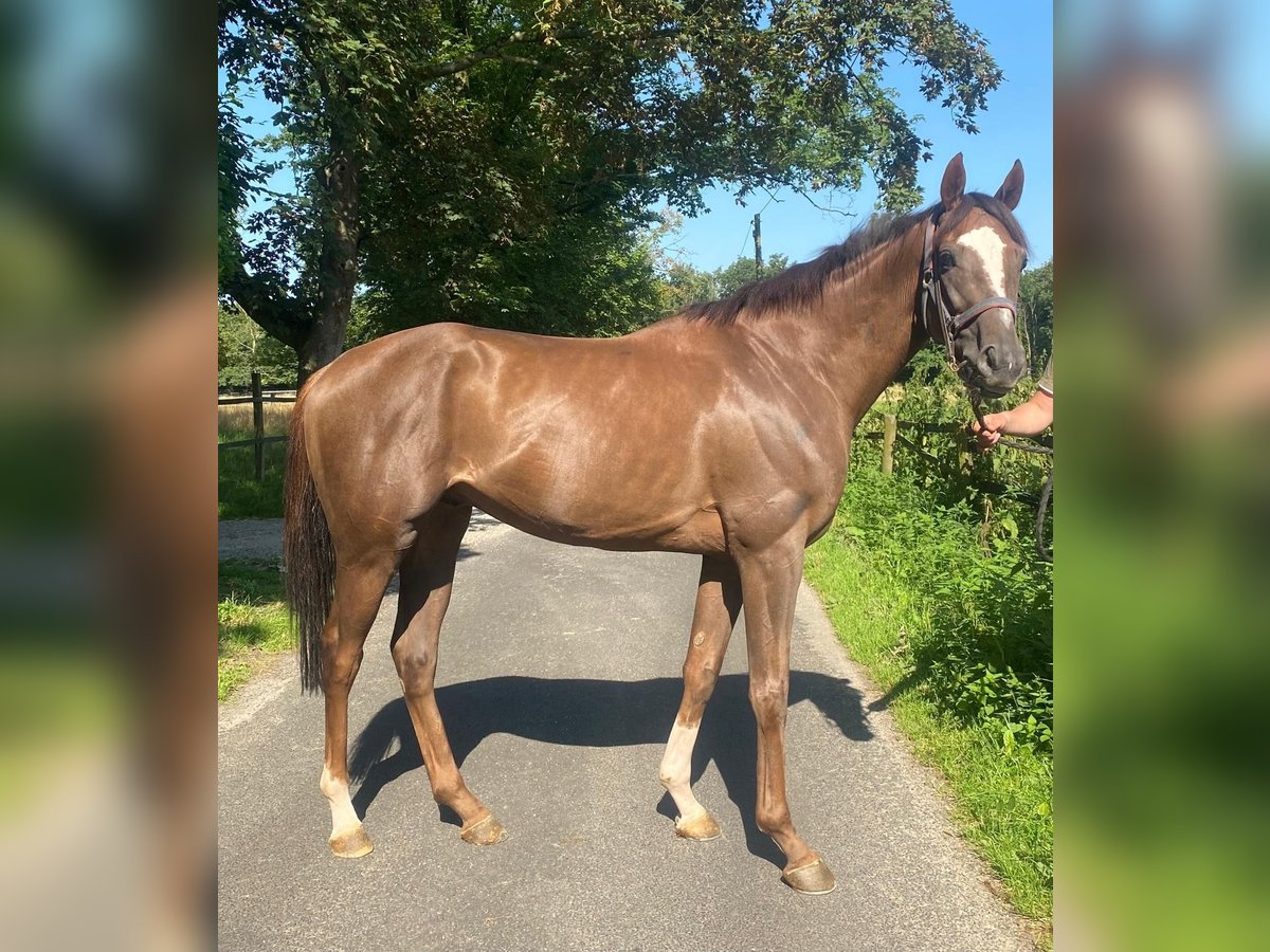 Thoroughbred Gelding 4 years 16 hh Chestnut-Red in Alpen