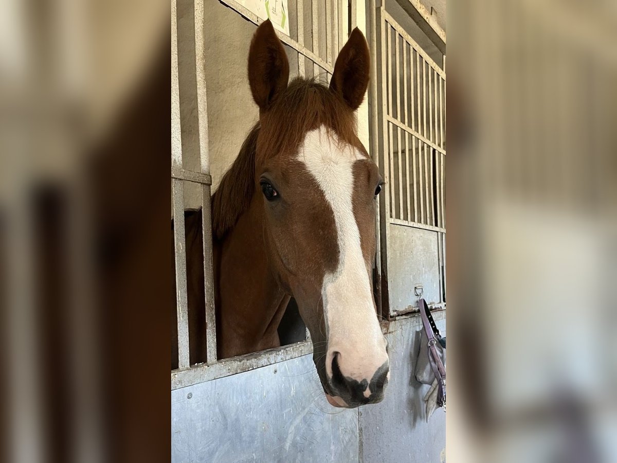 Thoroughbred Gelding 4 years 16 hh Chestnut-Red in Leipzig