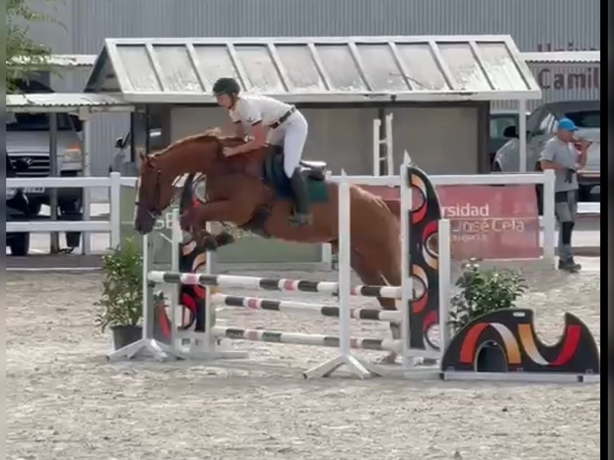 Thoroughbred Gelding 4 years 16 hh Chestnut-Red in Brunete