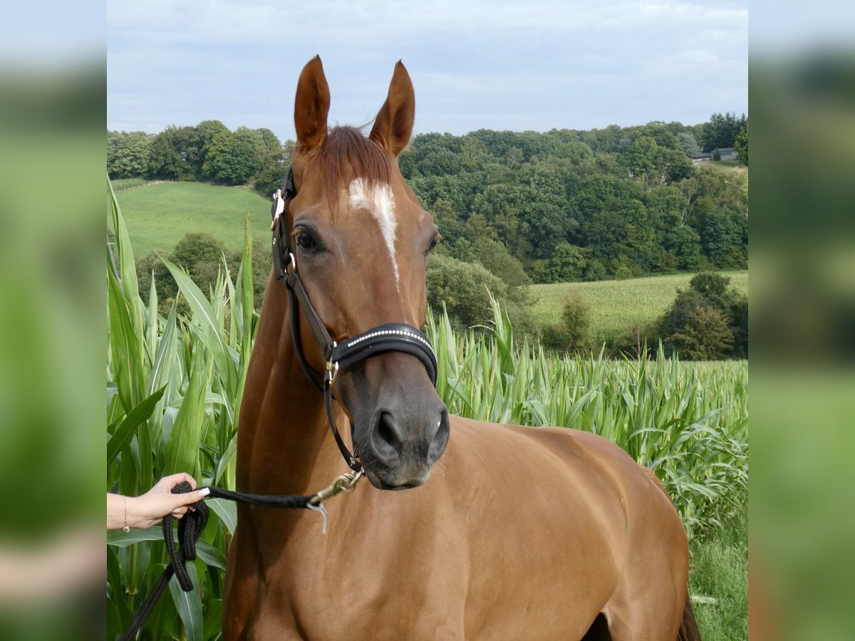 Thoroughbred Gelding 4 years 16 hh Chestnut-Red in Wuppertal