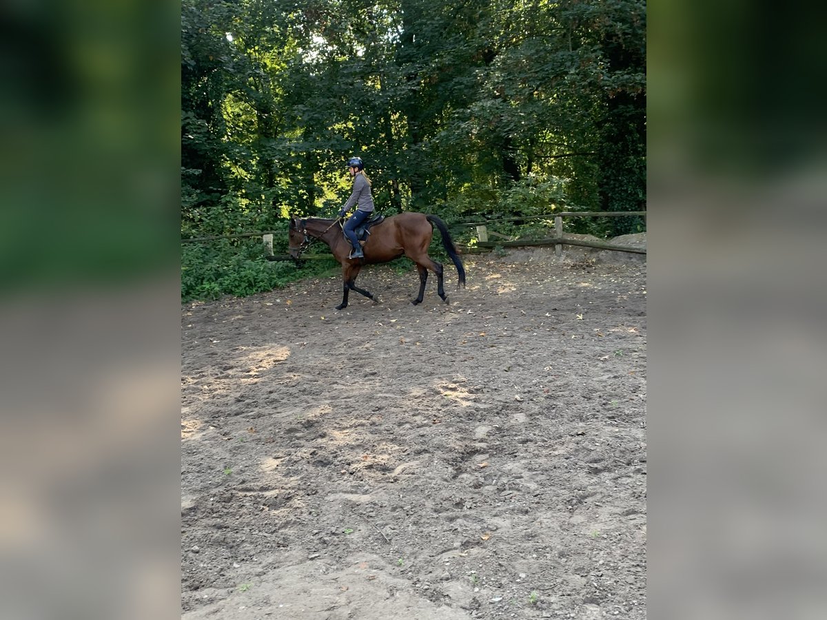 Thoroughbred Gelding 4 years 16,1 hh Brown in Hamburg Lemsahl-Mellingstedt