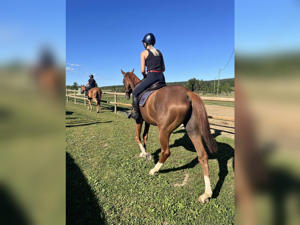 Thoroughbred Gelding 4 years 16,1 hh Chestnut-Red in STAMBACH