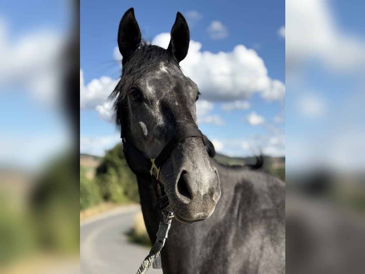 Thoroughbred Gelding 4 years 16,1 hh Grey-Dapple in N&#xF6;rten-Hardenberg
