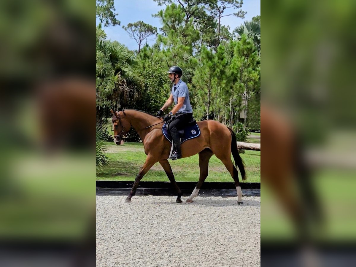 Thoroughbred Gelding 4 years 16,2 hh Bay in Loxahatchee