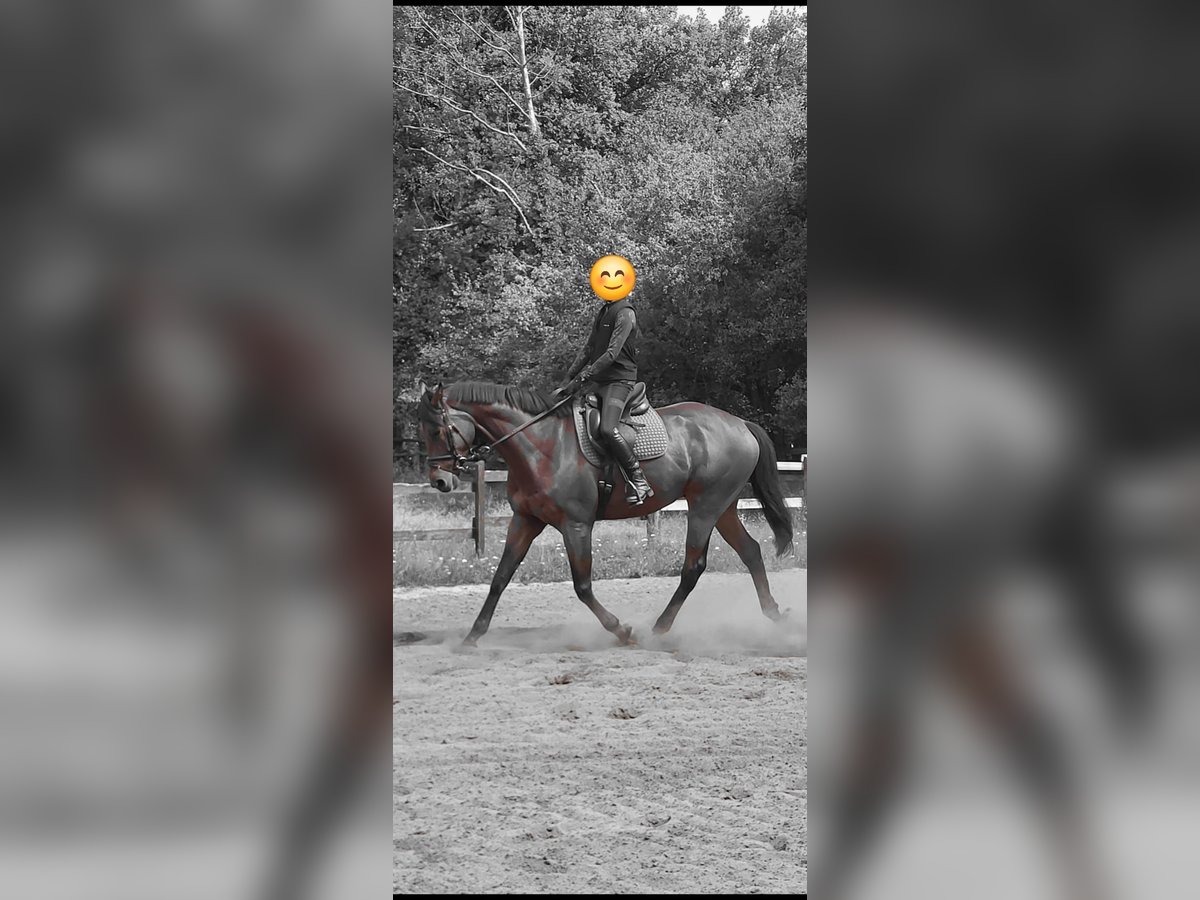 Thoroughbred Gelding 4 years 17 hh Brown in Verl