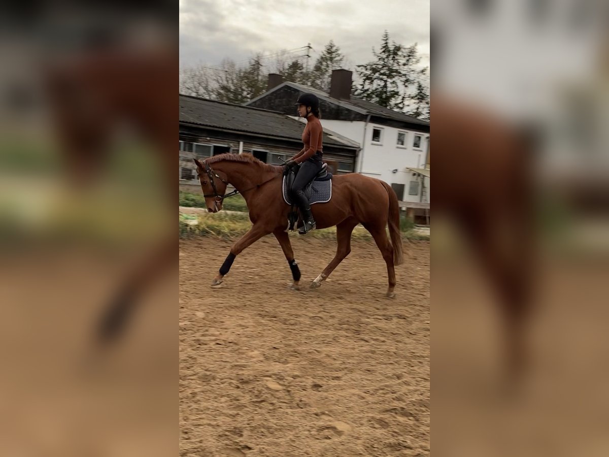 Thoroughbred Gelding 5 years 16,1 hh Chestnut-Red in Garching bei München