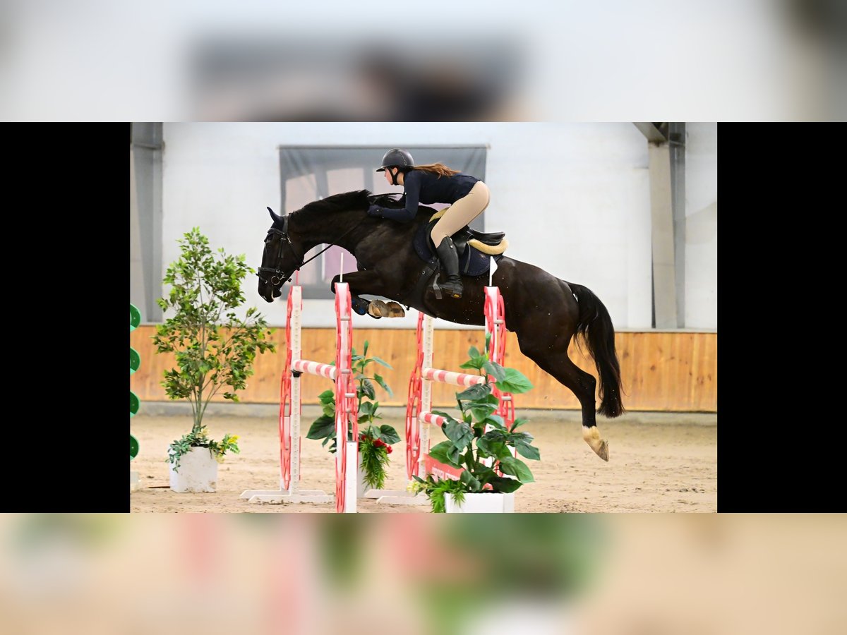 Thoroughbred Gelding 5 years 16,2 hh Black in Wyczechowo