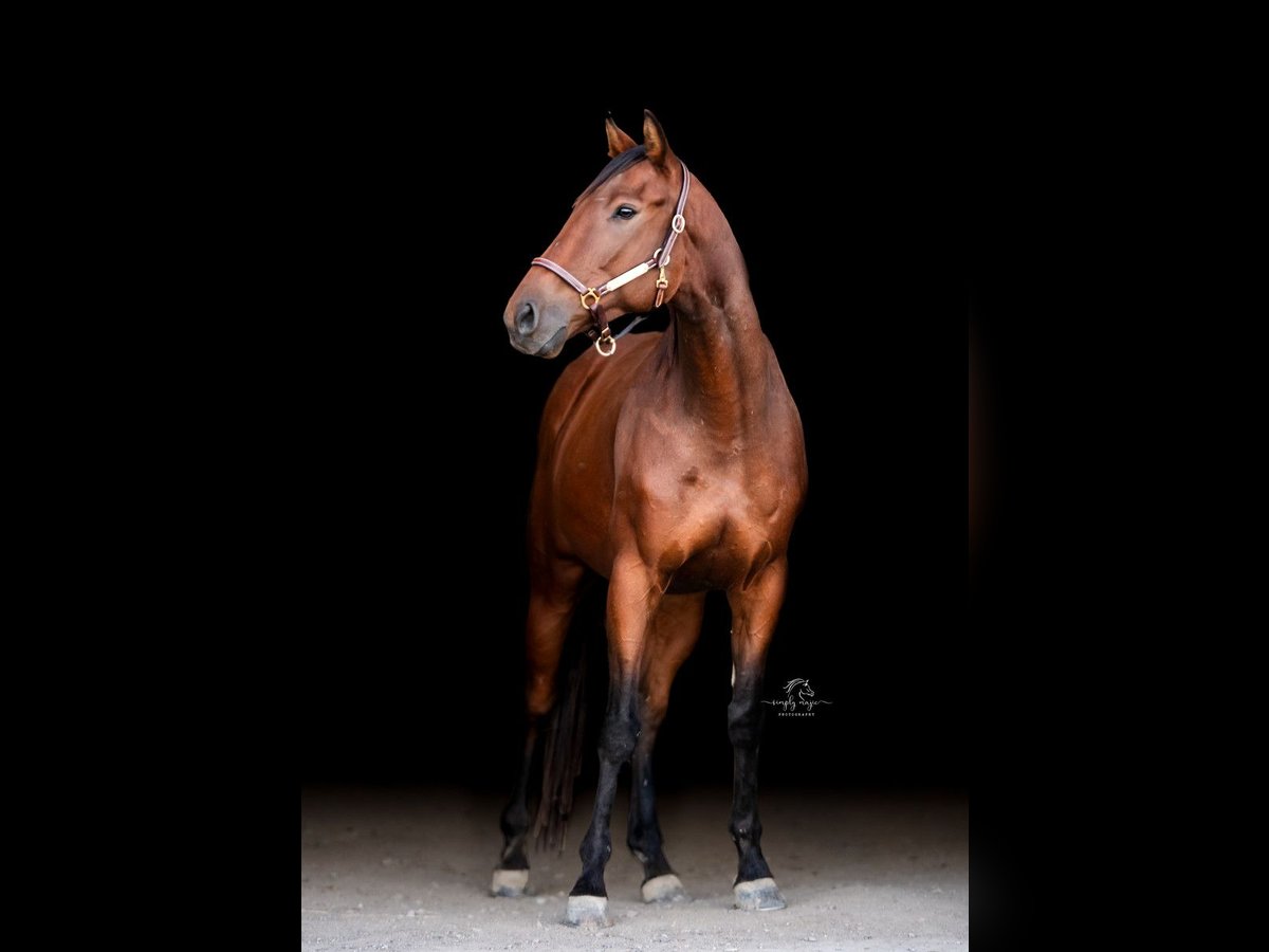 Thoroughbred Gelding 5 years 16 hh Bay in Tooele