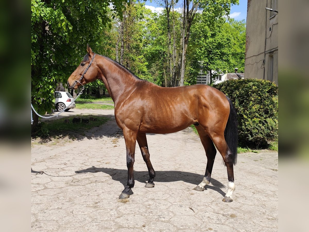 Thoroughbred Gelding 5 years 16 hh Brown in Fürstenwalde/Spree